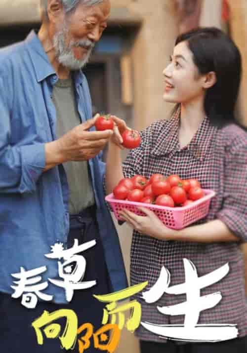 春草向阳而生（53集全） - 紫橙短剧