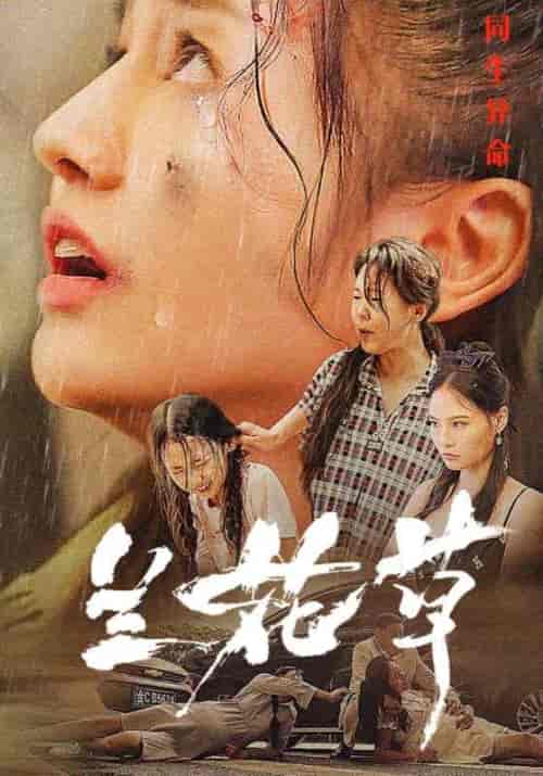 兰花草（45集全）卓远＆黎兰兰-紫橙资源网
