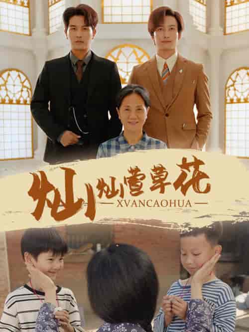 灿灿萱草花（72集）-紫橙资源网