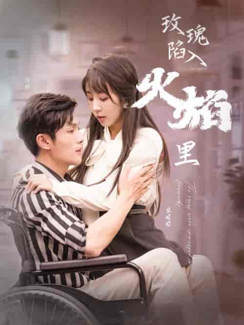 玫瑰陷入火焰里（100集）彭丹丹-紫橙资源网