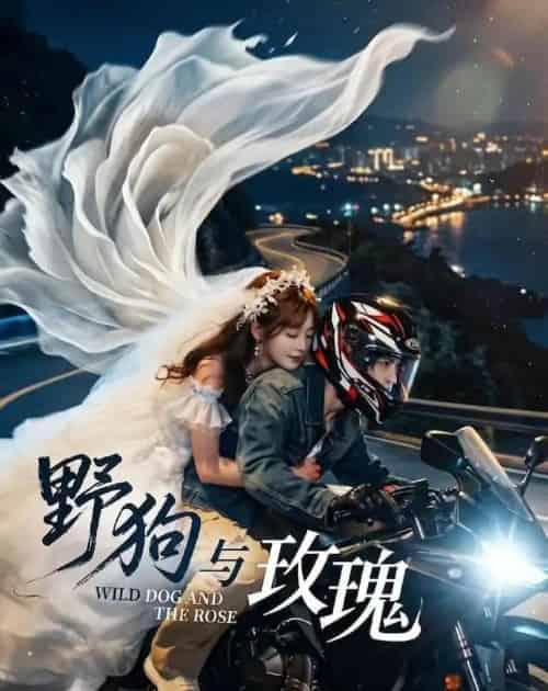 野狗与玫瑰（30集全）AI-紫橙资源网