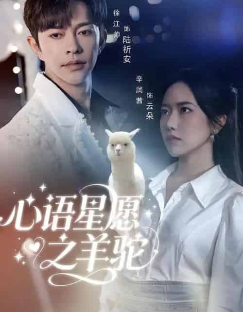 心语星愿之羊驼（60集全）徐江帅＆辛润茜-紫橙资源网