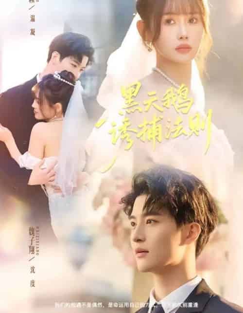 黑天鹅诱捕法册（80集全）魏子翔＆王新颖-紫橙资源网
