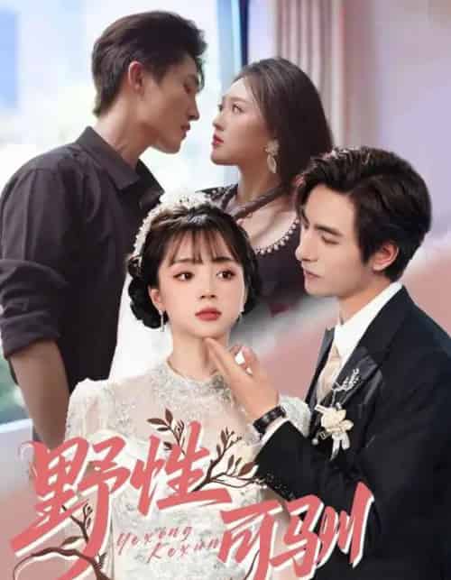 野性可驯（63集）李豪＆蔡淼燕-紫橙资源网