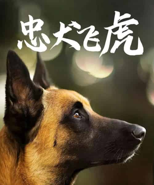忠犬飞虎（33集全）吴桂洲＆谭镁纶-紫橙资源网