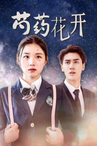 芍药花开（77集全）-紫橙资源网