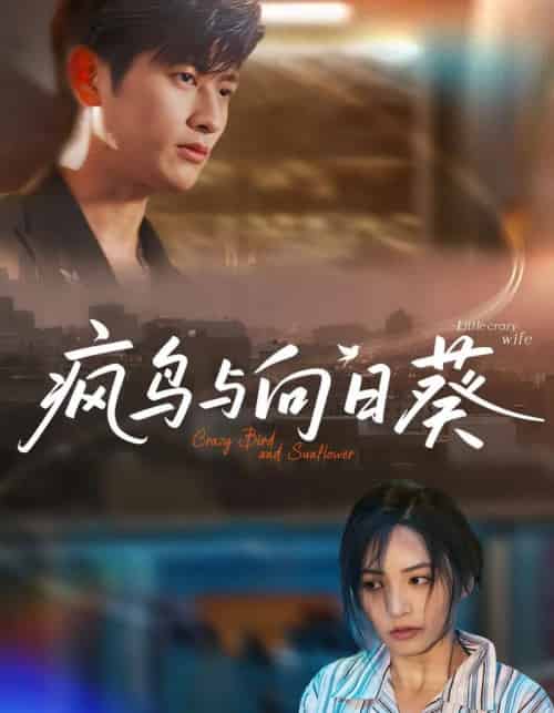 疯鸟与向日葵(40集)韩叙&李虹艺-紫橙资源网